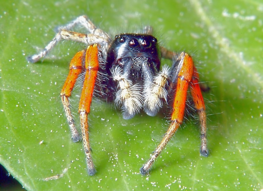 Evarcha jucunda- ragno salticide tricolore